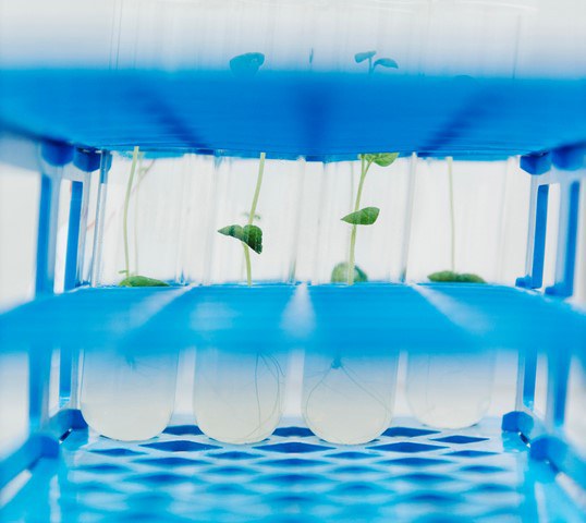 Laborröhrchen mit Versuchspflanzen