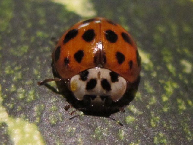 Neozoe Asiatischer Marienkäfer