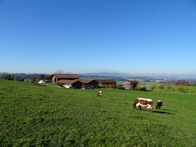 Landwirtschaftsbetrieb mit Kühen auf der Weide
