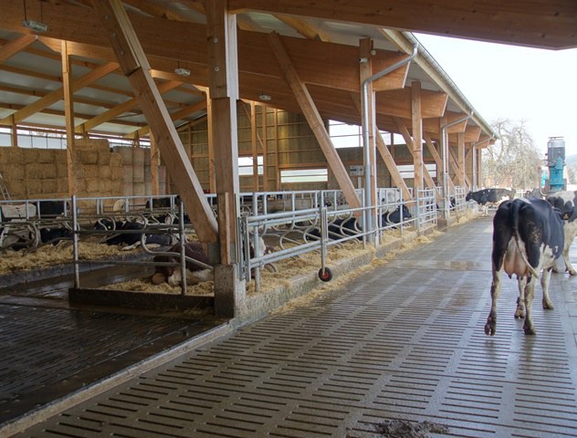 Laufstall mit Kühen