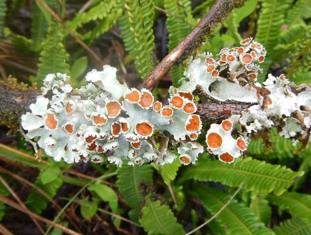 Orange blühende Flechte