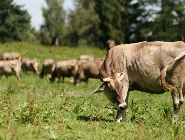Kühe auf einer Wiese