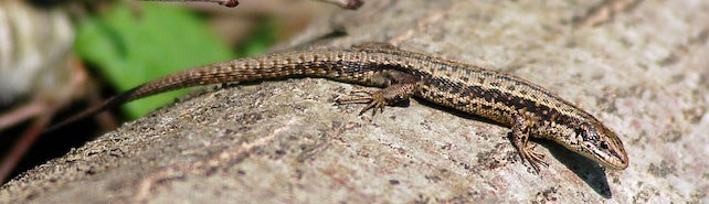 Waldeidechse auf Baumstamm