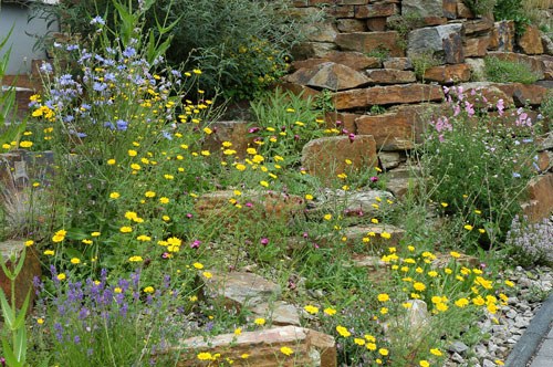 Naturgarten mit Trockensteinmauer