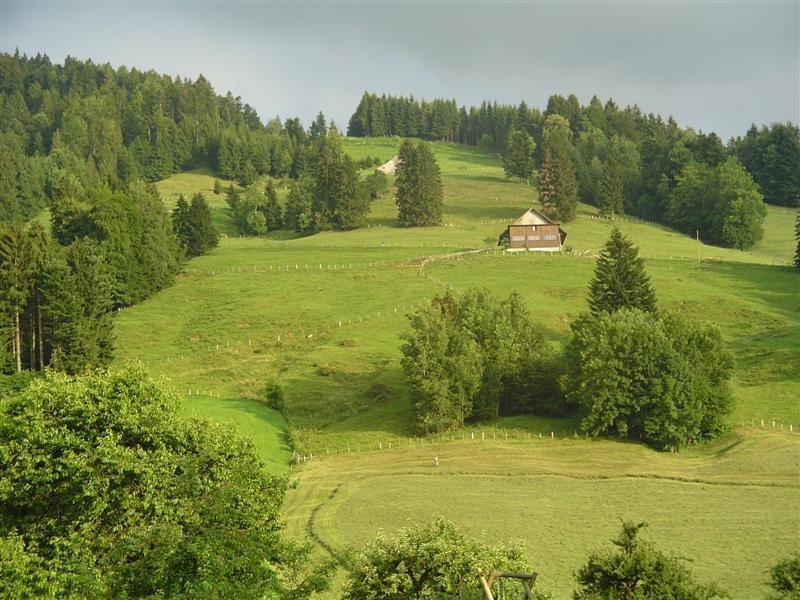 Feldgehölze im Kanton Zug, typisches Beispiel.