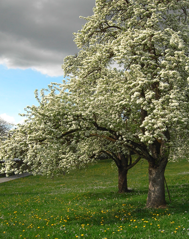 Blühende Obstbäume