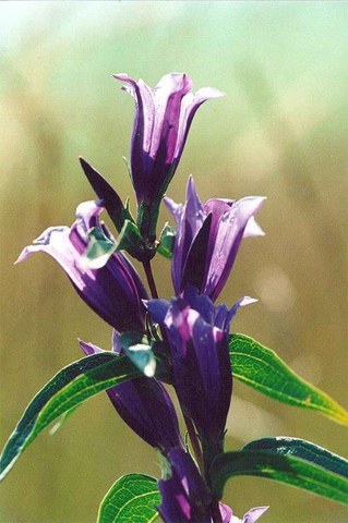 Spätschnittflächen Schwalbenwurzenzian