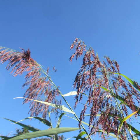 1 Vitales blühendes Wasserschilf