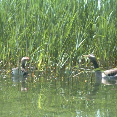 3 Vogelfrass Graugänse