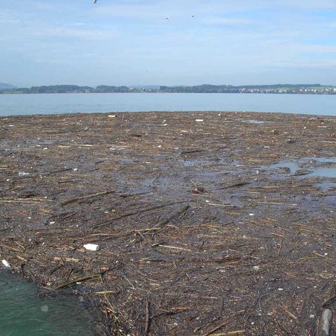 8 Schwemmholzteppich (Lorzemündung 2007)