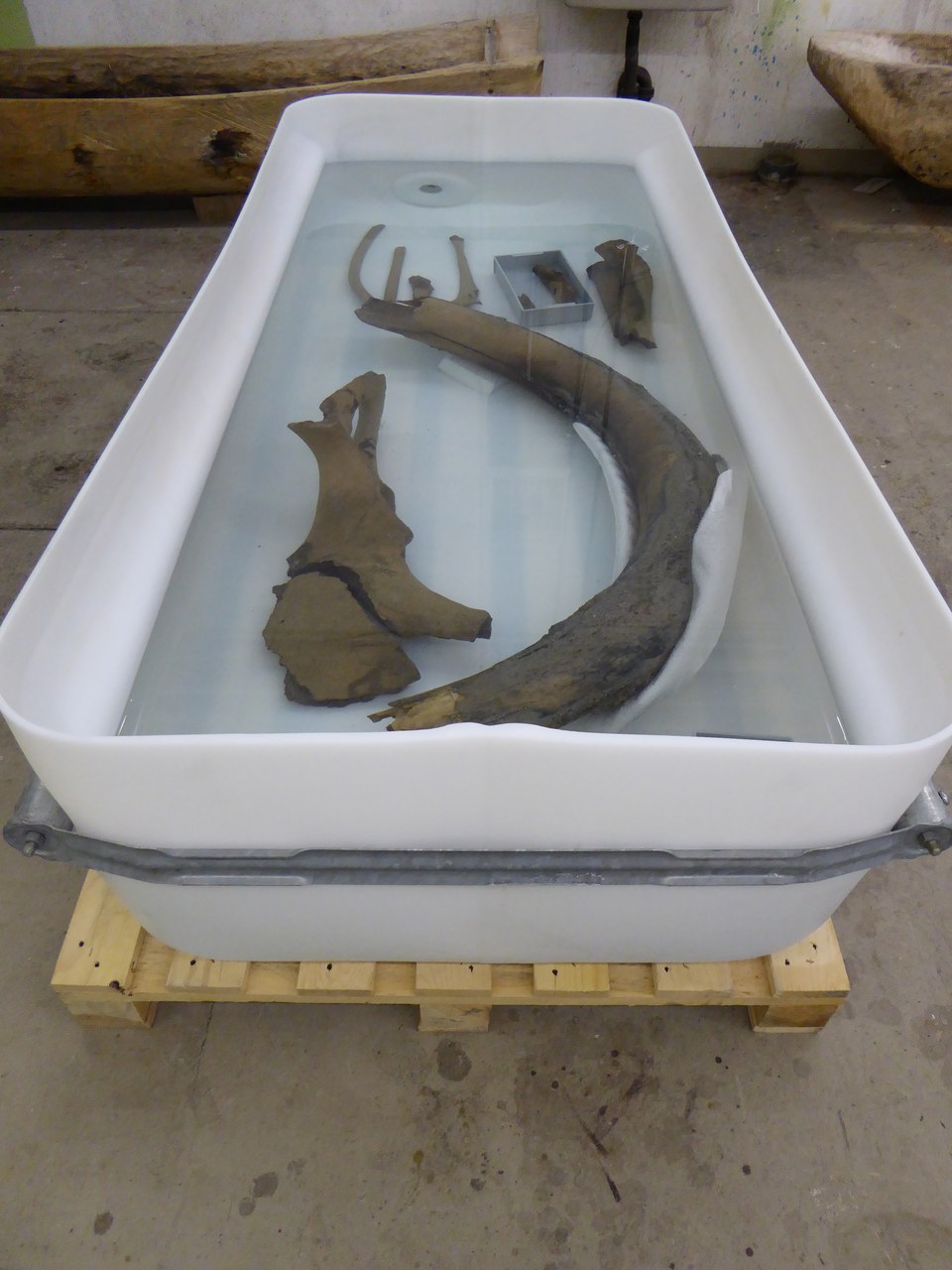 Foto Mammutfunde Rotkreuz