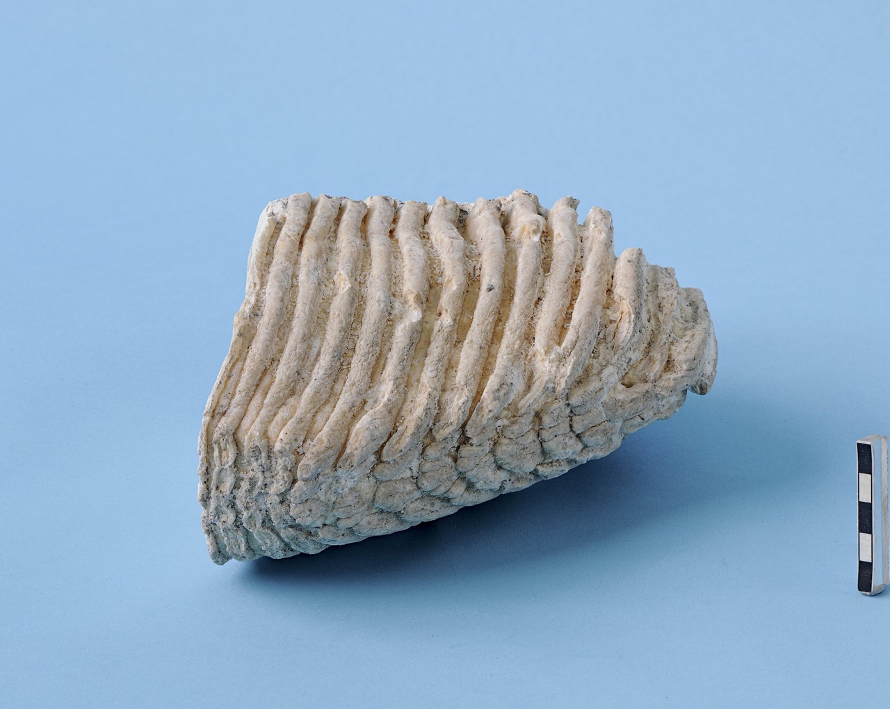 Mammutbackenzahn aus der Kiesgrube