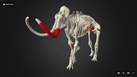 Mammut in 3D