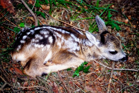 MEDIENMITTEILUNG Rehe brauchen Ruhe und Rücksicht