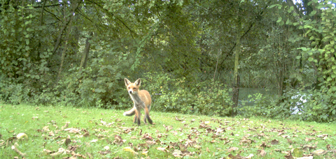 Fuchs auf Wiese