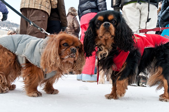 Hundehaltung (www.andreasbusslinger.ch)