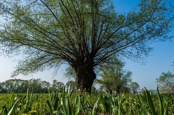 Bild: www.andreasbusslinger.ch