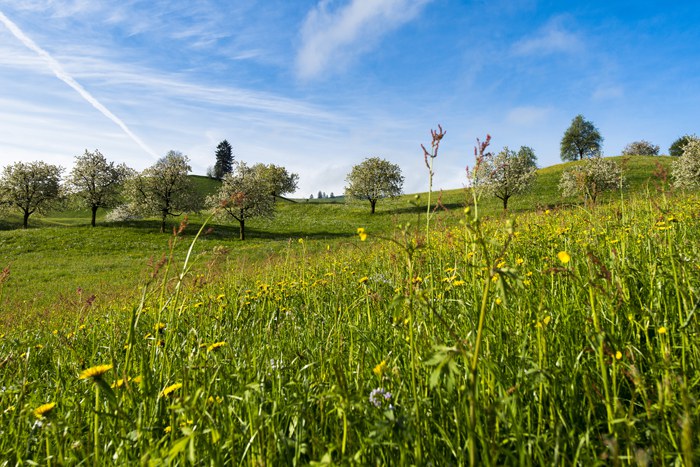 Wiese in Hünenberg, Fotograf andeasbusslinger.ch