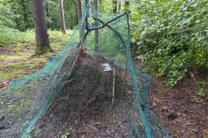Ameisenhaufen Langholz, Fotograf andeasbusslinger.ch
