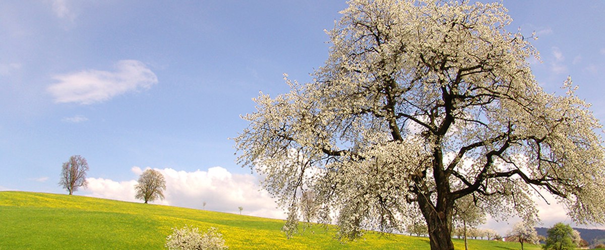 Blühender Obstbaum in der Menzinger Landschaft
