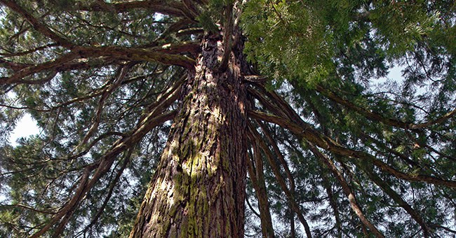 Mammutbaum Lassalle-Haus