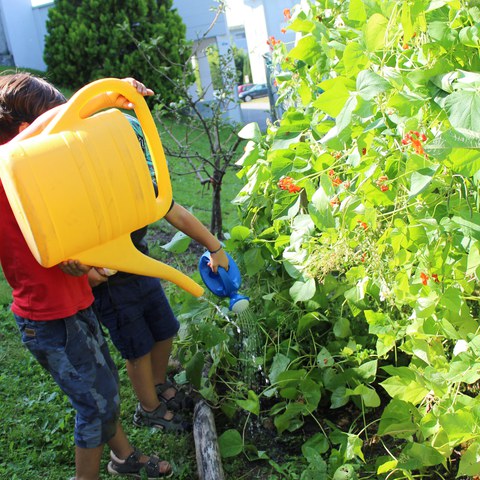 Feuerbohnen giessen.JPG