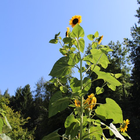 Grosse Sonnenblumen.JPG