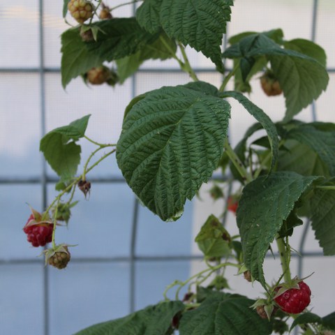 Himbeeren.JPG