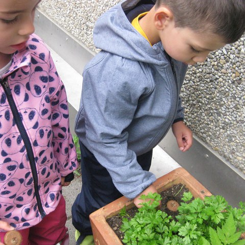 Kräuter bestaunen.JPG