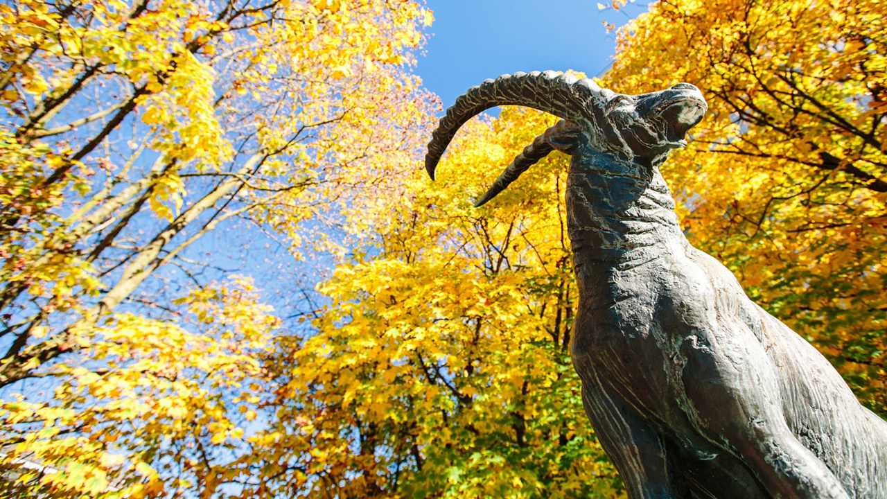 Der Steinbock, das Wappentier Steinhausens.