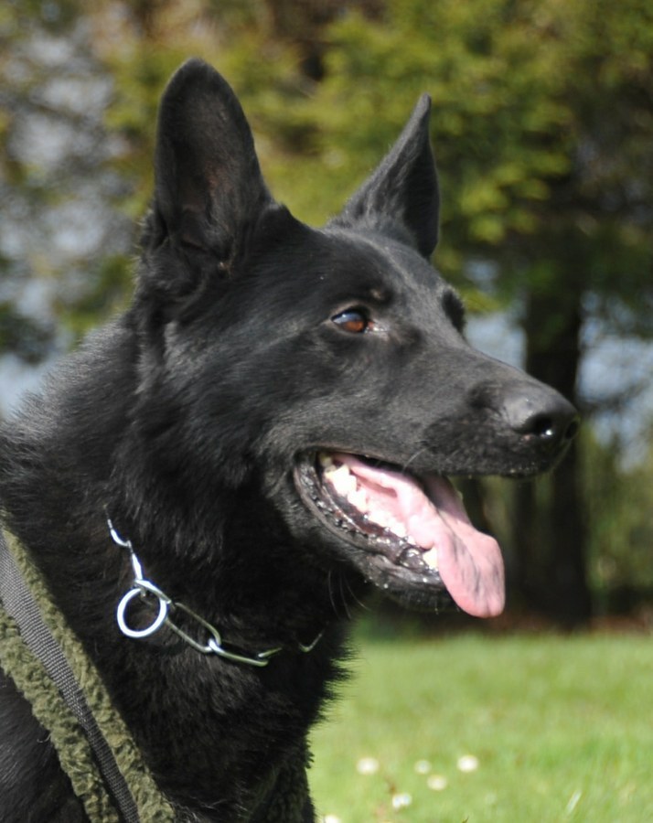 Polizeihund Ortus