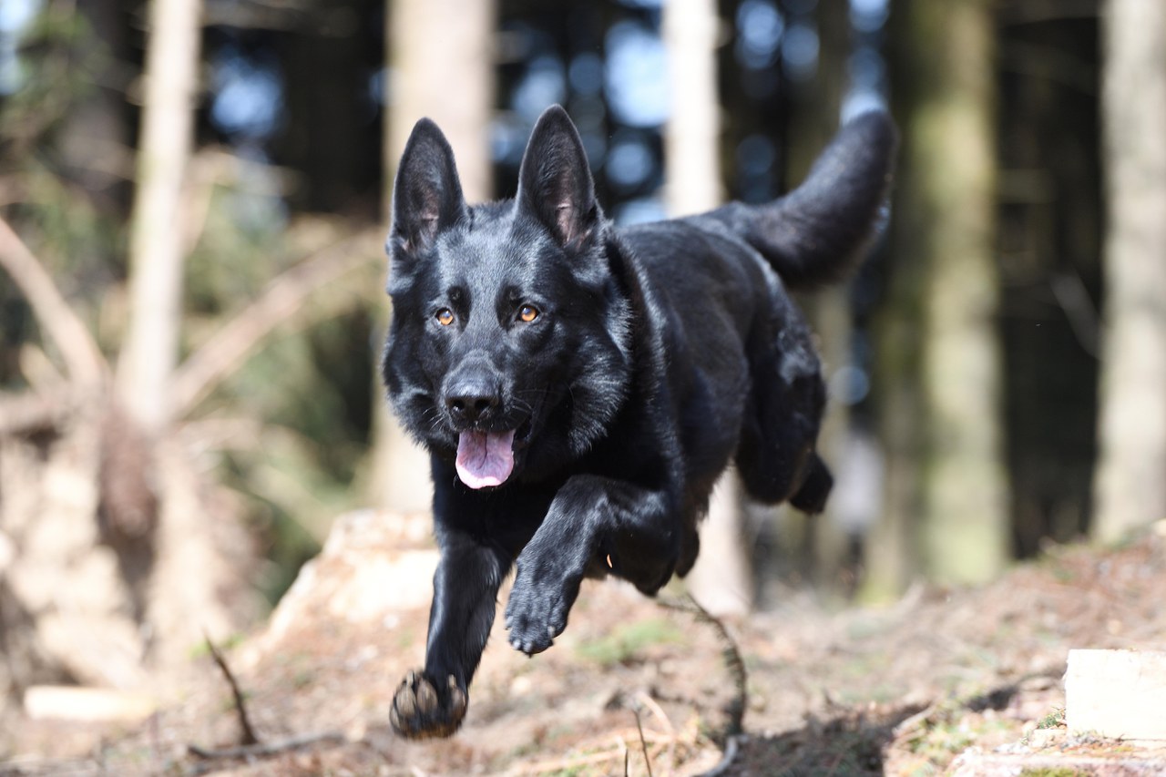 Polizeihund «Wallace»