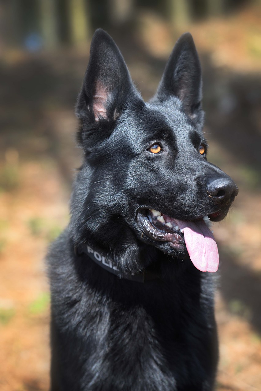 Polizeihund «Wallace»