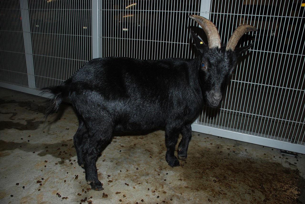 Die Zwerggeiss im Arrest