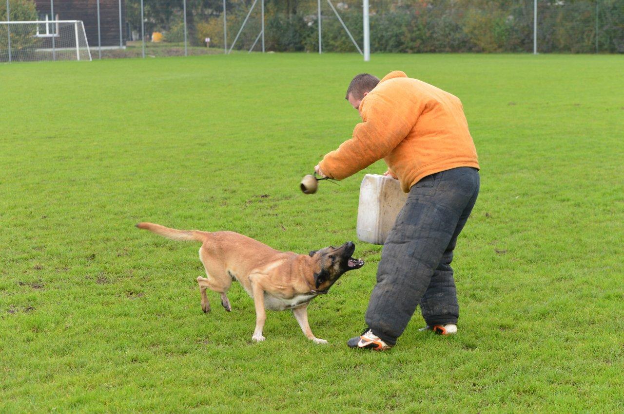 Lennox von der Guldenburg