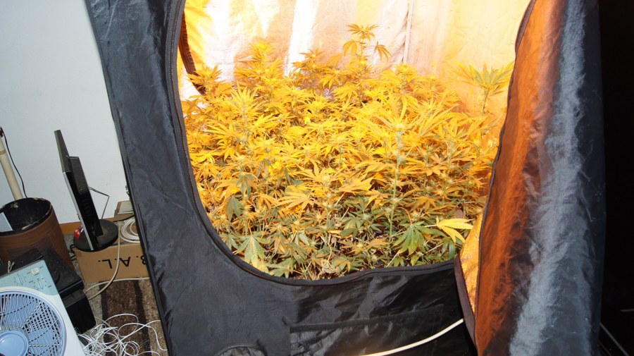 Hanfpflanzen im Growzelt