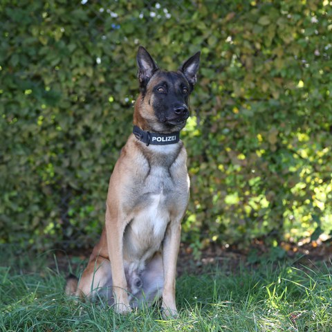 Diensthund Ike