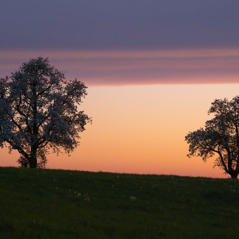 Landschaftsprägende Hochstammfeldobstbäume ©