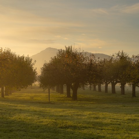 Obstanlage Reussebene ©