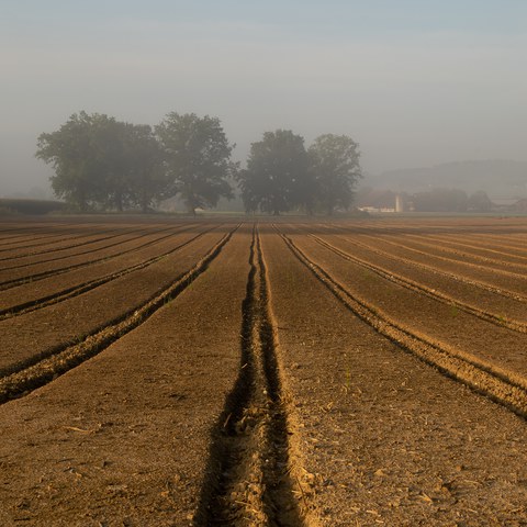 Saatbeet im Morgenlicht ©