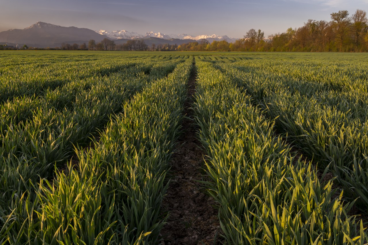 Getreide in weiter Reihe