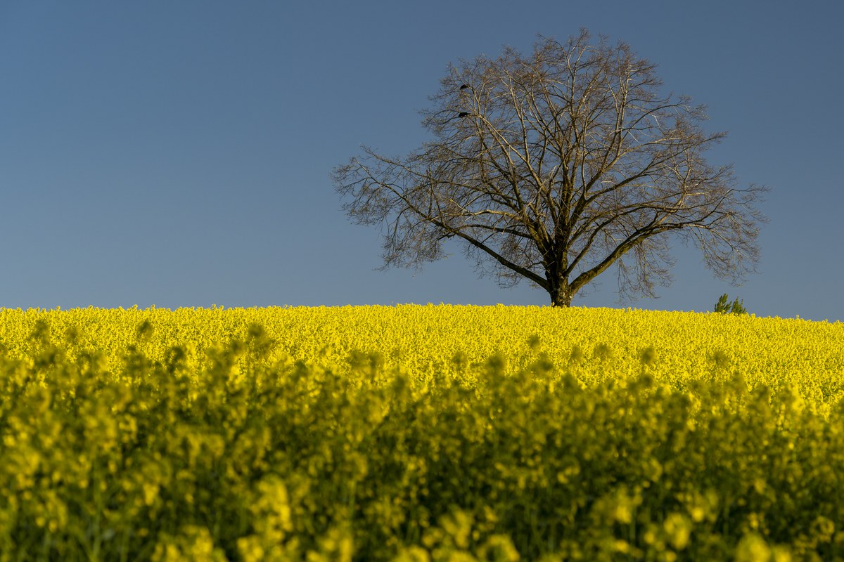 Rapsfeld in Vollblüte