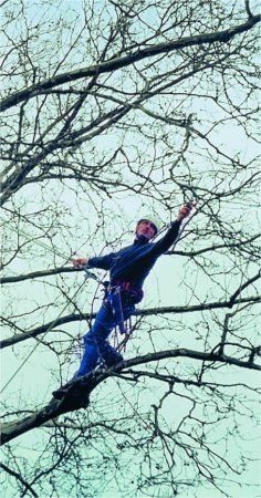 Baumpfleger bei der Arbeit