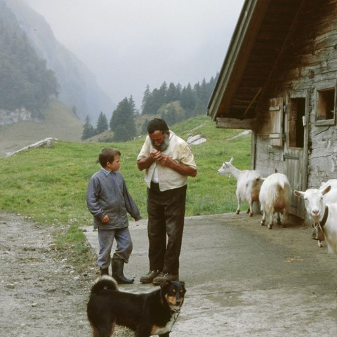Älpler und Sennenhund Rüte (AI)