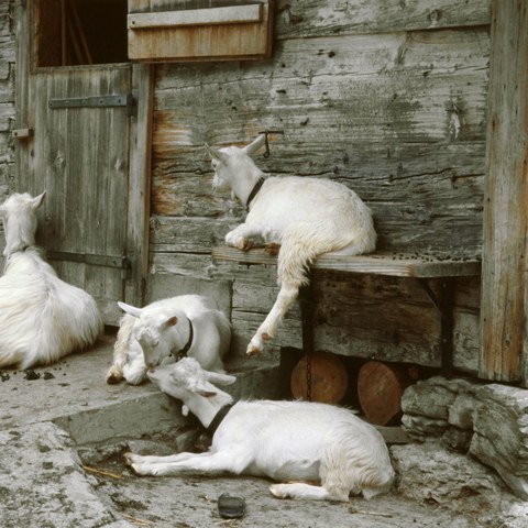 Ziegen vor dem Alpstall Rüte (AI)