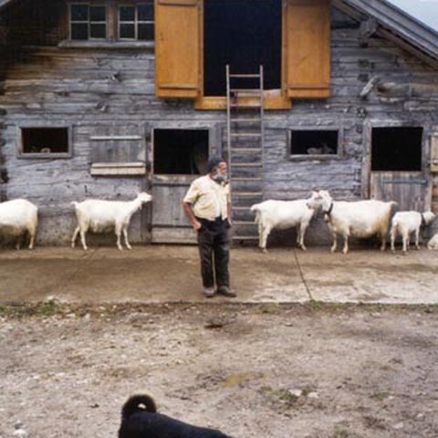Alpstall mit Ziegen (AI)