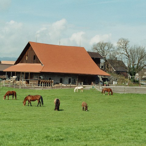 Stallscheune mit Pensionspferden Cham (ZG)