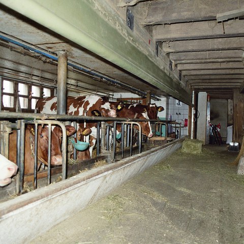 Kuhstall und Futtertenne Gächlingen (SH)